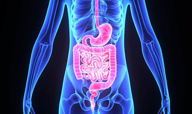 Il sistema gastrointestinale: Epigenetica e microbiota per la vera prevenzione